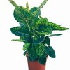 Dieffenbachia Reflector - Pot Ø 24 cm - Hauteur 80 cm _la jardinerie de Pessicart Nice 06100 (1)