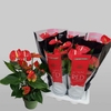 Anthurium Pot 17 cm - Hauteur 60 cm - rouge_la jardinerie de Pessicart Nice 06100 (1)