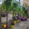Bananier du Japon (Musa basjoo) pot 3 litres hauteur 100-120 cm - souche rustique jusqu'à – 10 à – 15 °C_la jardinerie de Pessicart Nice 06100
