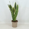 sansevieria trifasciata laurenti - Pot Ø 17 cm - Hauteur 50-60 cm_la jardinerie de Pessicart Nice 06100