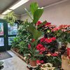 Ficus lyrata - 1 tige Pot 3 litres - Hauteur 120-150 cm_la jardinerie de Pessicart Nice 06100 (1)