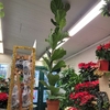 Ficus lyrata - 1 tige Pot 3 litres - Hauteur 180-200 cm_la jardinerie de Pessicart Nice 06100 (1)