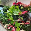Pothos Epipremnum Aureum suspension 2 itres_la jardinerie de Pessicart Nice 06100 (1)