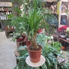 Beaucarnea Nolina Ø 17 cm - Hauteur 40 cm 1 pied _la jardinerie de pessicart nice 06 LIVRAISON GRATUITE
