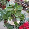 Pilea peperomoides pot 3 litres_la jardinerie de pessicart nice 06 LIVRAISON GRATUITE