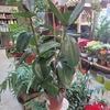 Ficus Elastica Robusta pot 3 litres 3 tiges - hauteur 80-100 cm_la jardinerie de pessicart nice 06 LIVRAISON GRATUITE