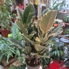 Ficus Elastica Tineke pot 3 litres 3 tiges - hauteur 80-100 cm_la jardinerie de pessicart nice 06 LIVRAISON GRATUITE
