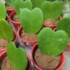 Hoya Kerii avec cache pot céramique rouge_la jardinerie de pessicart nice 06 LIVRAISON GRATUITE