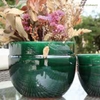 Pot Austral Ø 16 hauteur 13 cm_la jardinerie de pessicart nice 06 LIVRAISON GRATUITE