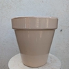 ALBI_CREME_la jardinerie de pessicart nice 06 LIVRAISON GRATUITE