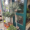 Olivier 1-4 tige Hauteur 120-140 cm Pot 10 litres_la jardinerie de pessicart nice 06 LIVRAISON GRATUITE