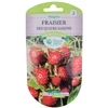 Fraisier des 4 saisons 0.5 gr_la jardinerie de pessicart nice 06 LIVRAISON GRATUITE