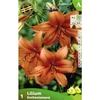 366-ZV339 P.1 Lys Asiatique ENCHANTEMENT 18+_la jardinerie de pessicart nice 06 LIVRAISON GRATUITE