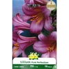 365-ZV327 P.1 LYS PINK PERFECTION   ROSE 18+_la jardinerie de pessicart nice 06 LIVRAISON GRATUITE