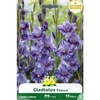361-ZV618-PASSOS P7 GLAIEULS Gladiolus Passos _la jardinerie de pessicart nice 06 LIVRAISON GRATUITE