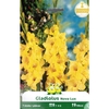361-ZV285-NOVALUX P 7 GLAIEULS Gladiolus Nova Lux _la jardinerie de pessicart nice 06 LIVRAISON GRATUITE