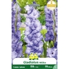 361-ZV613-MILKA P7 GLAIEULS Gladiolus Milka _la jardinerie de pessicart nice 06 LIVRAISON GRATUITE