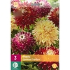 530-DQUEEN 3 DAHLIA QUEENS GARDEN Cal.I_la jardinerie de pessicart nice 06 LIVRAISON GRATUITE