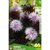 530-DBLA P.4 Dahlia BLACK - HY TRIO Cal.1_la jardinerie de pessicart nice 06 LIVRAISON GRATUITE