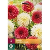 530-CUPIDO P.3 Dahlias  Cactus CUPIDO mél. Orange-blanc Cal.I_la jardinerie de pessicart nice 06 LIVRAISON GRATUITE