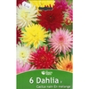 530-5320 Poch. 6 Dahlias NAINS en mélange cal.II_la jardinerie de pessicart nice 06 LIVRAISON GRATUITE
