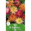 530-5327 P.8 DAHL.CACTUS MEL.+1 GRATUIT  cal.II _la jardinerie de pessicart nice 06 LIVRAISON GRATUITE