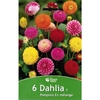 530-534 Poch. 6 Dahlias POMPONS cal.II _la jardinerie de pessicart nice 06 LIVRAISON GRATUITE