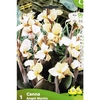 363-ZV077 P.1 CANNA  ANGEL MARTIN FB   SAUMON ORANGE CAL.1_la jardinerie de pessicart nice 06 LIVRAISON GRATUITE