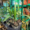 Palmier Washingtonia robusta pot 2 litres_la jardinerie de pessicart nice 06 LIVRAISON GRATUITE