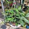 Hoya carnosa suspension 2 litres_la jardinerie de pessicart nice 06 LIVRAISON GRATUITE