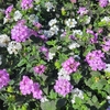 Lantana Sellowiana rampant - Pot Ø 19 (3L) - Rose et blanc_la jardinerie de pessicart nice 06 LIVRAISON GRATUITE