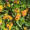 Lanatana Sellowiana - Pot Ø 1.5L - orange_la jardinerie de pessicart nice 06 LIVRAISON GRATUITE
