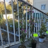 Bougainvillier 'Sanderiana Alexandra' tuteur pot 3 litres - Hauteur 100 cm  - fleurs mauves_la jardinerie de pessicart nice 06 LIVRAISON GRATUITE