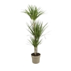 Dracaena marginata ' (Dragonnier de Madagascar) 3 pieds - Pot 21 cm - Hauteur 100 cm_la jardinerie de pessicart nice 06 LIVRAISON GRATUITE
