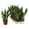Sansevieria trifasciata Laurentii pot de 1.5 litres hauteur 30 cm_la jardinerie de pessicart nice 06 LIVRAISON GRATUITE