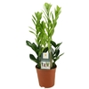 Zamioculcas - Pot 14 cm -_la jardinerie de pessicart nice 06 LIVRAISON GRATUITE