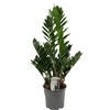 Zamioculcas - Pot 5 litres - +7 tiges - Hauteur 80 cm_la jardinerie de pessicart nice 06 LIVRAISON GRATUITE