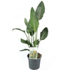 Strelizia reginae - pot 3-4 litres_la jardinerie de pessicart nice 06 LIVRAISON GRATUITE