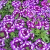 Verveine des jardins violet et blanc pot 1.5 litre_la jardinerie de pessicart nice 06 LIVRAISON GRATUITE