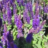 Sauge - Pot 1.5 litres - Violette_la jardinerie de pessicart nice 06 LIVRAISON GRATUITE