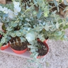 Eucalyptus gunnii pot de 1.5 litre_la jardinerie de pessicart nice 06 LIVRAISON GRATUITE