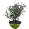 OLIVIERCOUPE_la jardinerie de pessicart nice 06 LIVRAISON GRATUITE