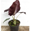 ALOCASIAMAYAN_la jardinerie de pessicart nice 06 LIVRAISON GRATUITE