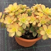 AEONIUMKIWIONIUM_la jardinerie de pessicart nice 06 LIVRAISON GRATUITE