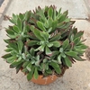 ECHEVERIADEVOTION_la jardinerie de pessicart nice 06 LIVRAISON GRATUITE