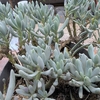 SENECIOSERPENS_la jardinerie de pessicart nice 06 LIVRAISON GRATUITE