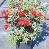 Metrosideros pot de 10 litres_la jardinerie de pessicart nice 06 LIVRAISON GRATUITE