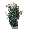 DIPLAARCEAUXROUGE_la jardinerie de pessicart nice 06 LIVRAISON GRATUITE