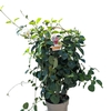 DIPLAARCEAUXBLANC_la jardinerie de pessicart nice 06 LIVRAISON GRATUITE
