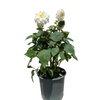 DAHLIA17BLANC_la jardinerie de pessicart nice 06 LIVRAISON GRATUITE